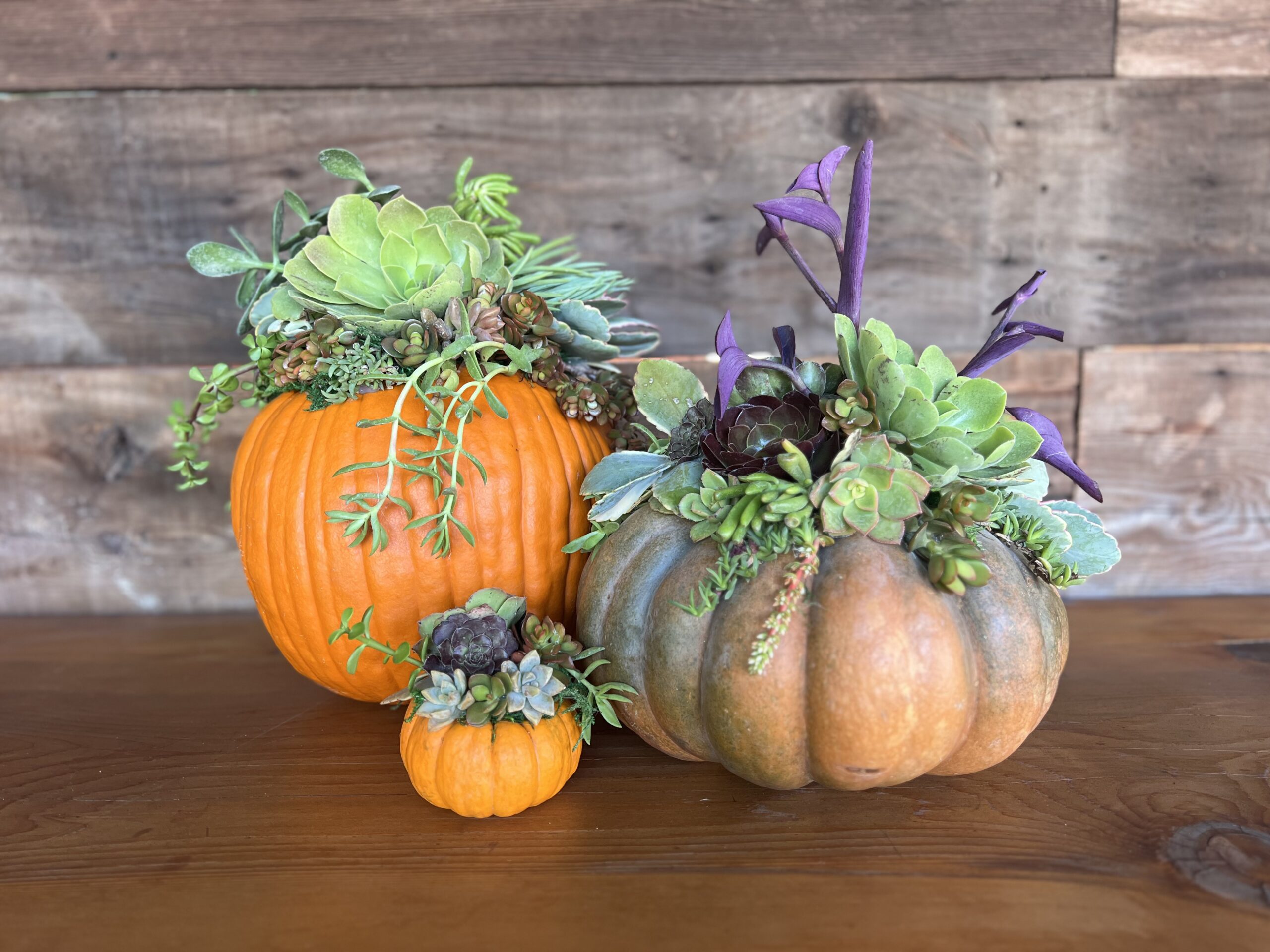 Succulent Pumpkins